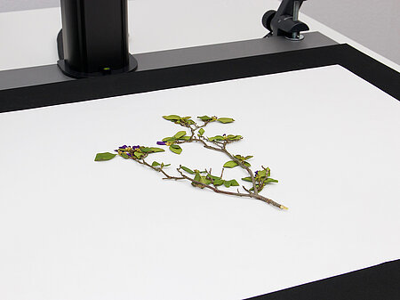 Herbarium scannen