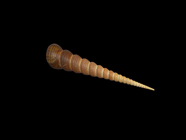Turritella Terebra Schnecke