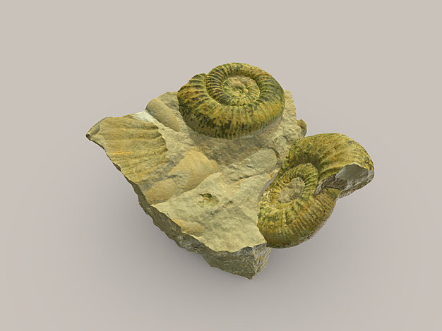 Fossil von Ammoniten
